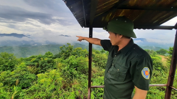 Hiện nay, Ban Quản lý rừng phòng hộ Móng Cái đang bảo vệ khoảng 12.000ha rừng và đất lâm nghiệp. Ảnh: Nguyễn Thành. 