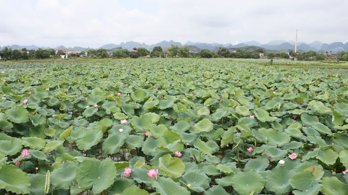 Hanoi has many lotus lakes but does not know how to exploit them effectively for tourism.