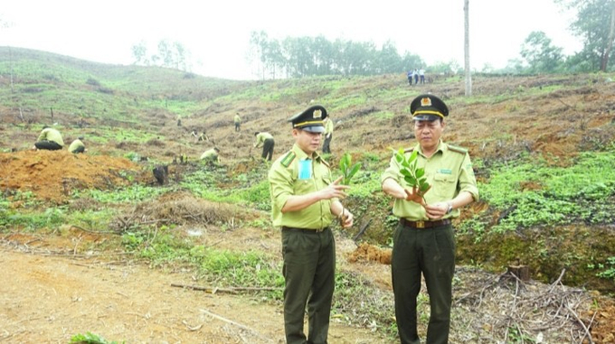 Cán bộ kiểm lâm Thái Nguyên kiểm tra chất lượng cây giống tại huyện Đại Từ trước khi trồng rừng. Ảnh: Quang Linh.