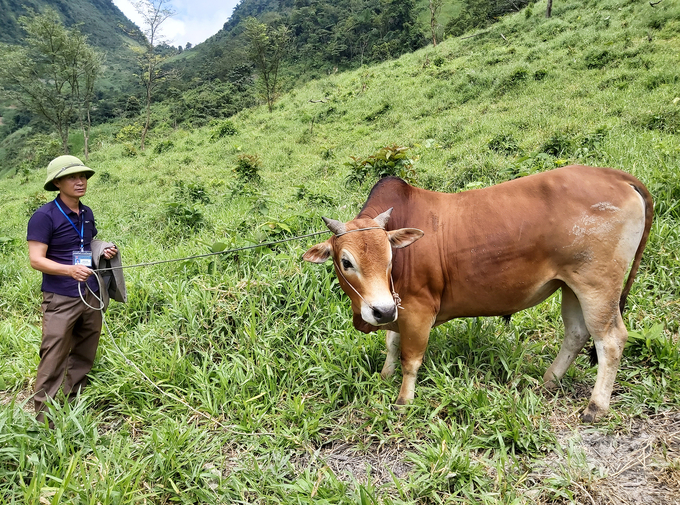 Một khi đảm bảo được đầu ra ổn định, nghề chăn nuôi trâu bò hàng hóa trên đất Kỳ Sơn sẽ 'thăng hoa'. Ảnh: Việt Khánh. 