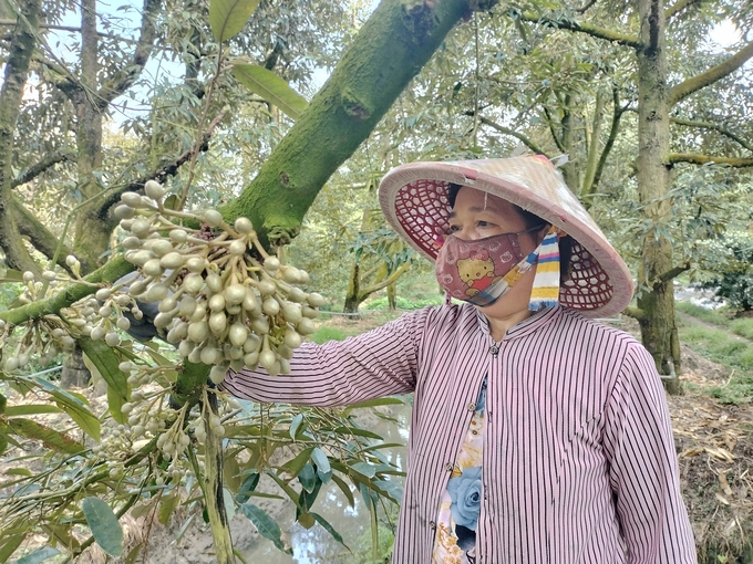 Vườn sầu riêng của gia đình ông Nguyễn Văn Rép đã khôi phục nhờ áp dụng quy trình 5 bước của Viện Cây ăn quả miền Nam. Năm nay, dự kiến năng suất gấp đôi năm ngoái. Ảnh: Minh Đảm.