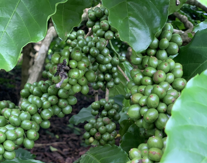 Người trồng cà phê cần chăm bón vườn tốt hơn để tăng năng suất, lợi nhuận.