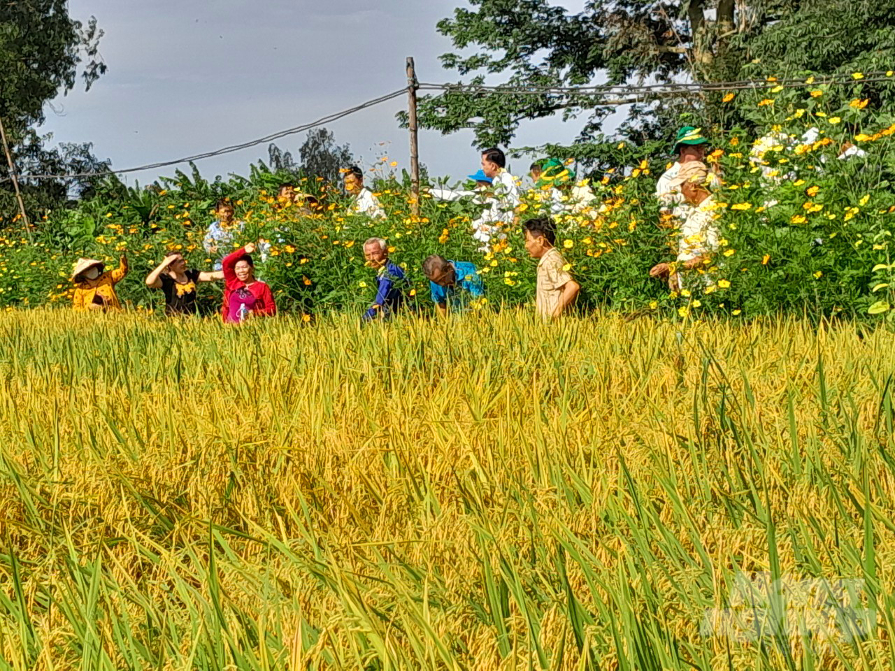 The benefits of sustainable rice production practices include enhanced economic value, increased profits for farmers and various positive environmental impacts.