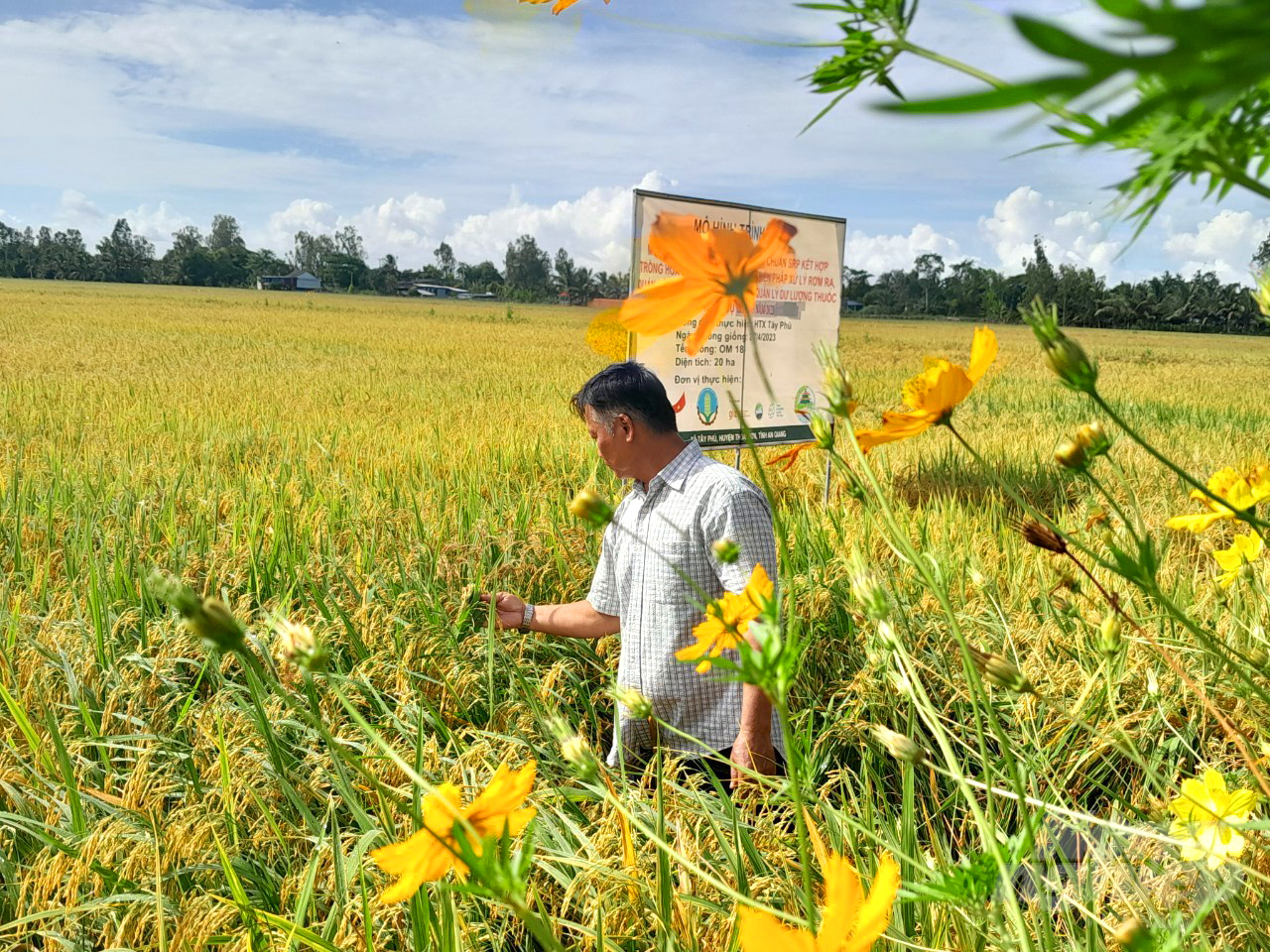 The technological advancements applied in sustainable rice production and the 'flower-bordered rice fields' model serve as a crucial foundation for the implementation of the Integrated Pest and Health Management program. This program focuses on the comprehensive management of plant health and pest control in agriculture. Photo: Le Hoang Vu.
