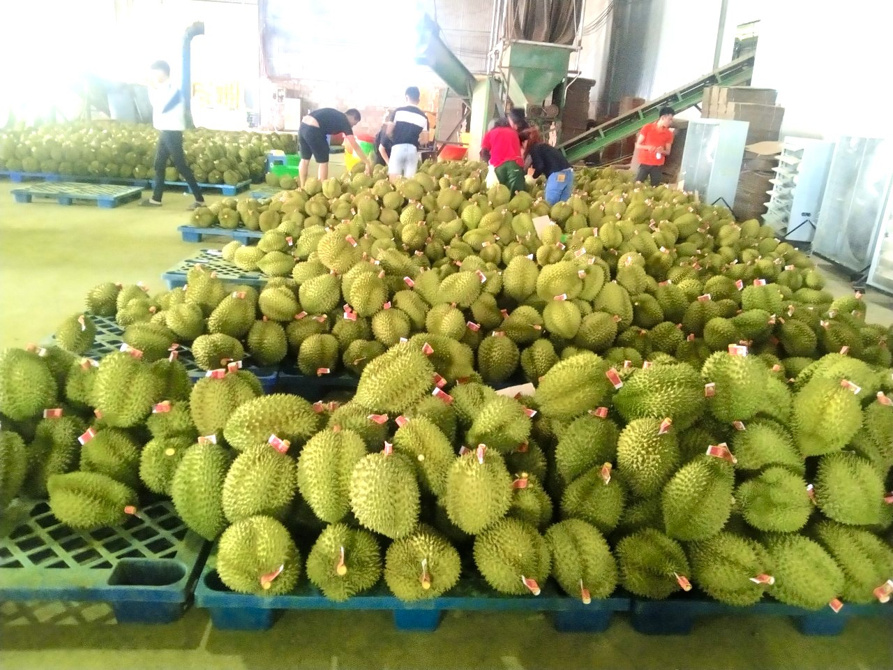 The durian fruit is eagerly sought after by numerous Chinese traders at the local durian markets. Photo: H.D.