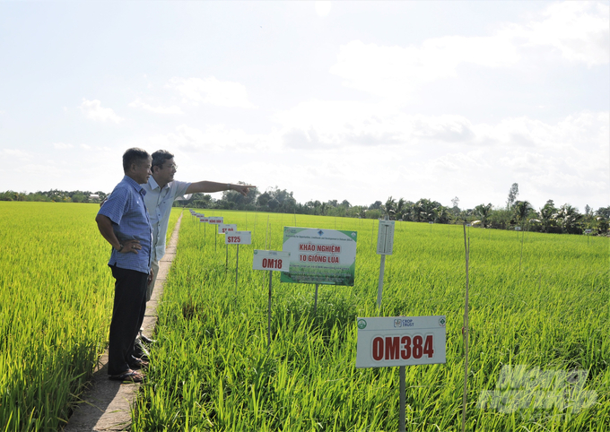 TS Trần Minh Hải (phía xa), Phó Hiệu trưởng Trường Chính sách công và Phát triển nông thôn khảo sát, hỗ trợ HTX Định An trong khuôn khổ đề tài 'Nghiên cứu, đề xuất giải pháp xây dựng và hoàn thiện mô hình Hợp tác xã nông nghiệp kiểu mới hoạt động có hiệu quả trên địa bàn tỉnh Đồng Tháp'. Ảnh: Trung Chánh.