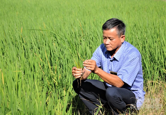 Director of Dinh An Agricultural Seed Cooperative Nguyen Anh Dung is the author of many rice varieties with impressive names: Ngoc Do Huong Dua, Huyen Ngoc Dinh An, and Ngoc Sen Hong, which are being ordered and signed by many businesses for production at high prices. Photo: Trung Chanh.