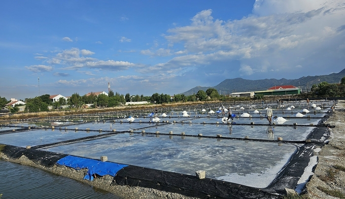 The clean salt production model on HDPE sheets in Ninh Diem Ward, Ninh Hoa Town, is being implemented for the first time in Khanh Hoa Province. Photo: Kim So.