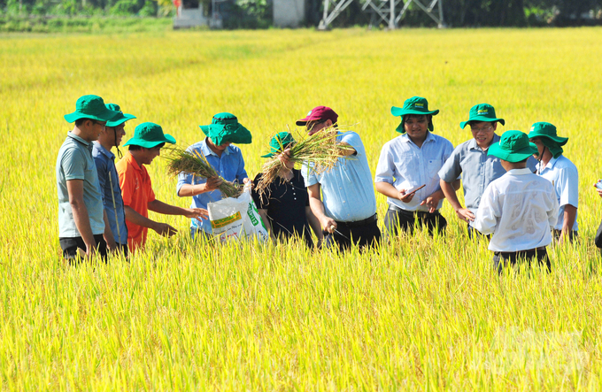 The model that utilizes organic compost made from straw has achieved a fresh rice yield of 6.4 tons per hectare, which is 0.3 tons per hectare higher than the control field. This higher yield has resulted in a profit of over 30 million VND per hectare.