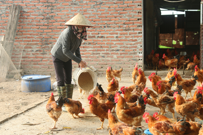 Chăn nuôi gà theo kiểu truyền thống có nhiều rủi ro, hiệu quả kinh tế thấp. Ảnh: Đinh Mười.