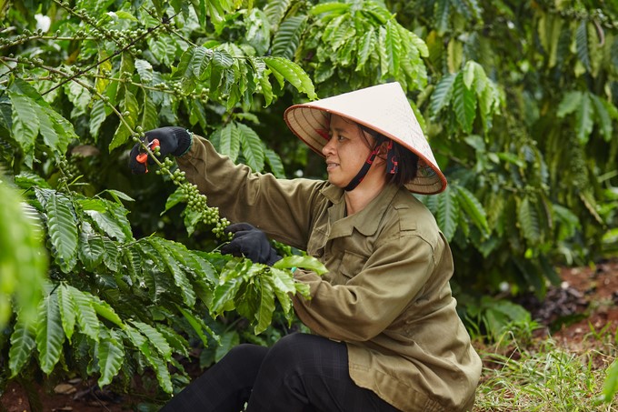 Techniques shared in the Nescafé Plan program help reduce fertilizer and pesticide use by 20% while still ensuring crop quality and productivity. Photo: Nestlé.