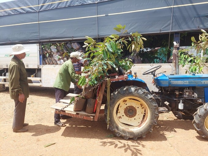 Vietnamese farmers receive seedlings in the project 'Sustainable coffee farming under the agro-forestry model,' launched in June 2023. Photo: Nestlé.