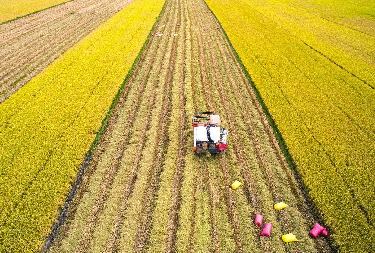 Farmers use carbon-based fuels directly through vehicles and machinery in the process of production. Photo: VAN.