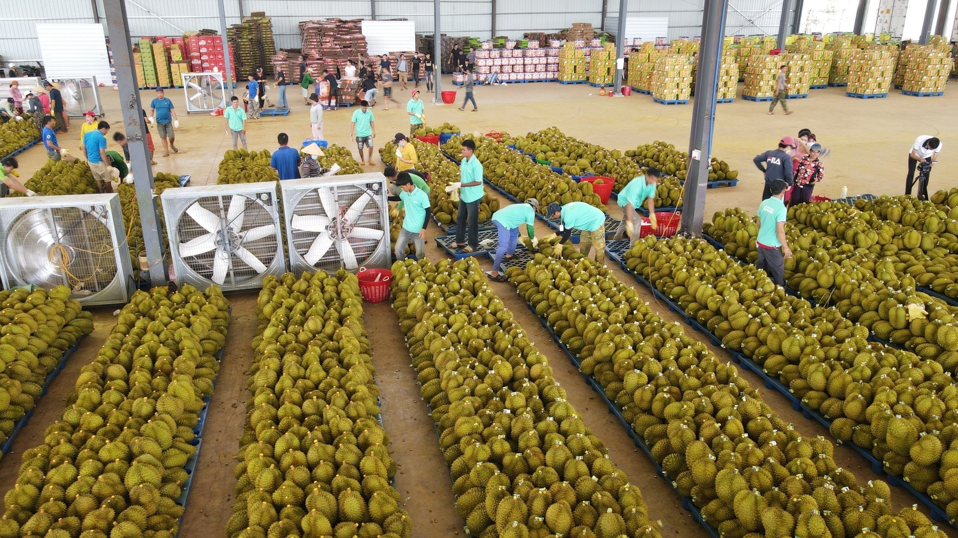 Vietnam's durian exports hold a comparative advantage in the international market. Photo: VAN.