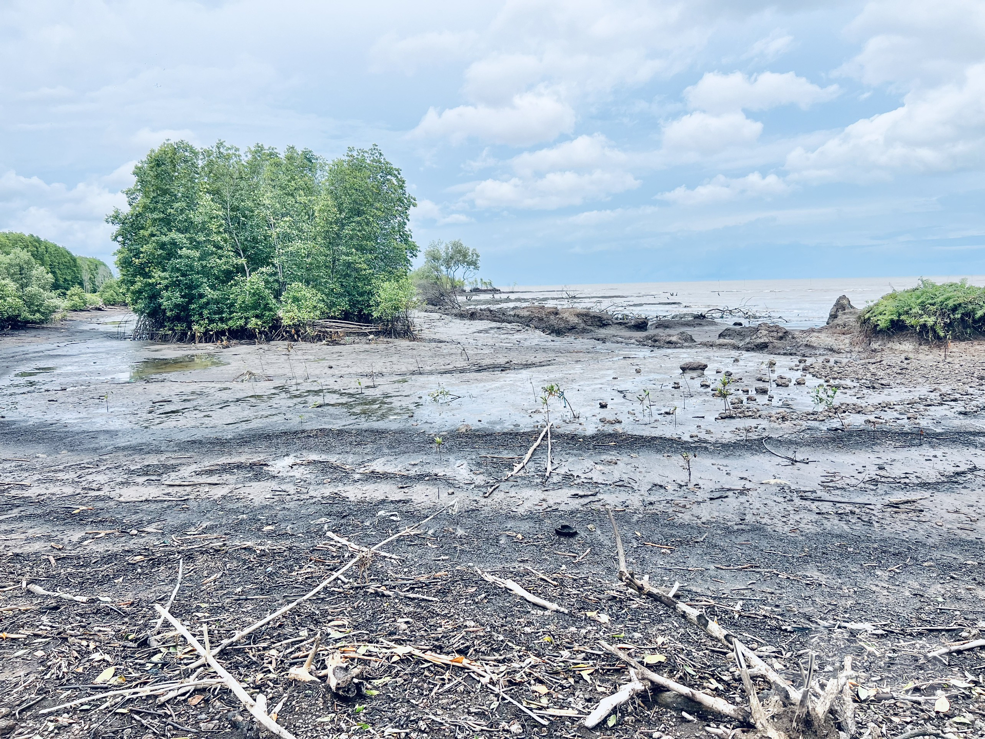 Within the last ten years, Ca Mau province has lost a substantial amount of forested land due to erosion. Photo: Trong Linh.