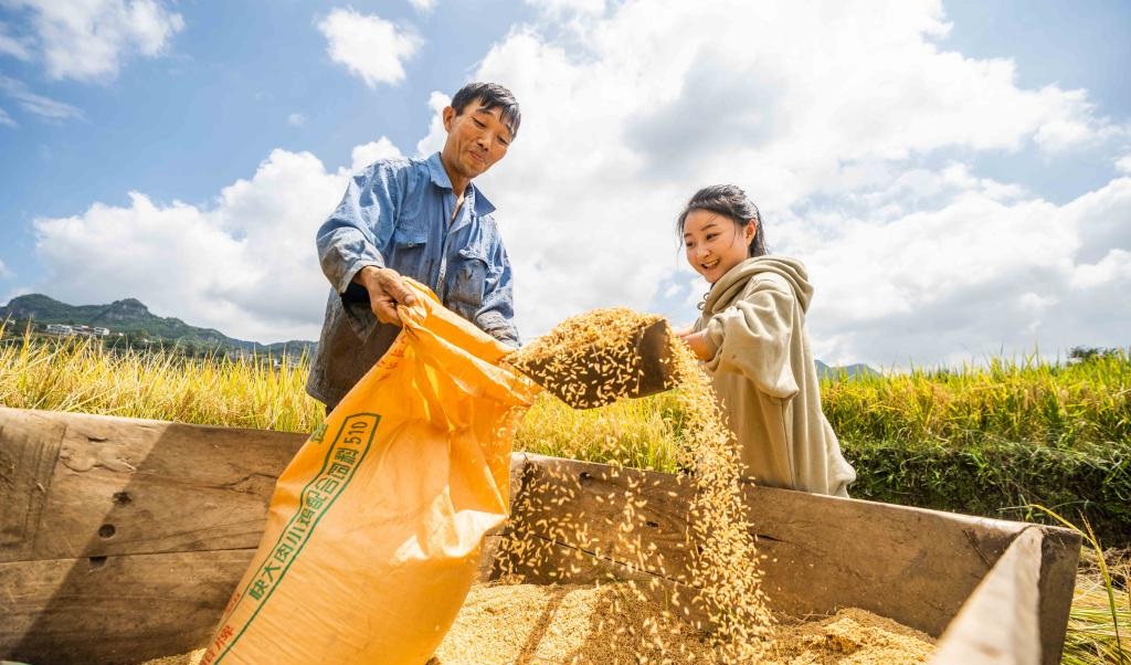 Người nông dân thu gom gạo ở thị trấn Tất Tiết, tỉnh Quý Châu, Trung Quốc hôm 14/9. Ảnh: Xinhua.