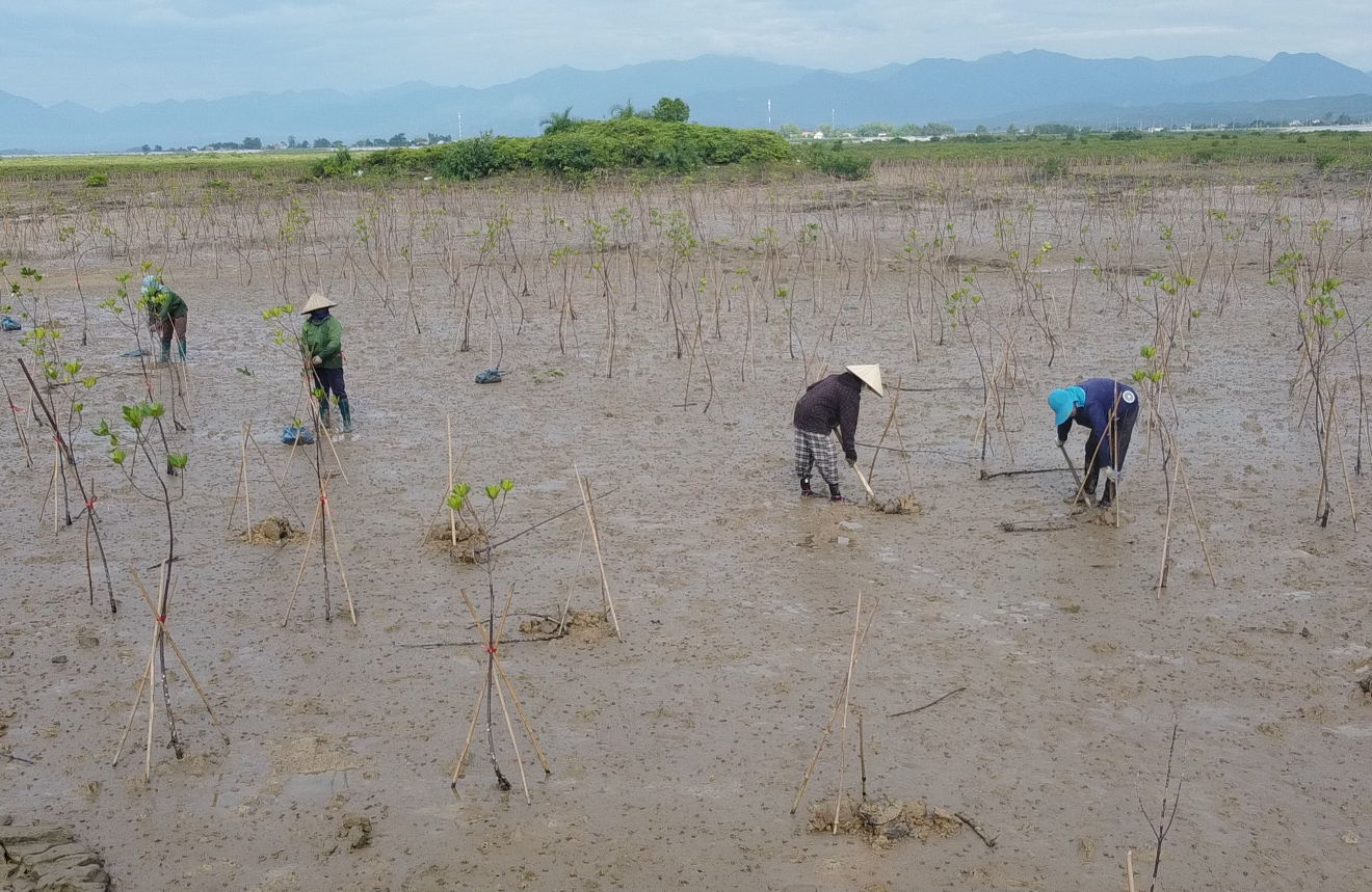 Người dân tham gia dự án trồng rừng ngập mặn tại TP Móng Cái (Quảng Ninh). Ảnh: Nguyễn Thành.