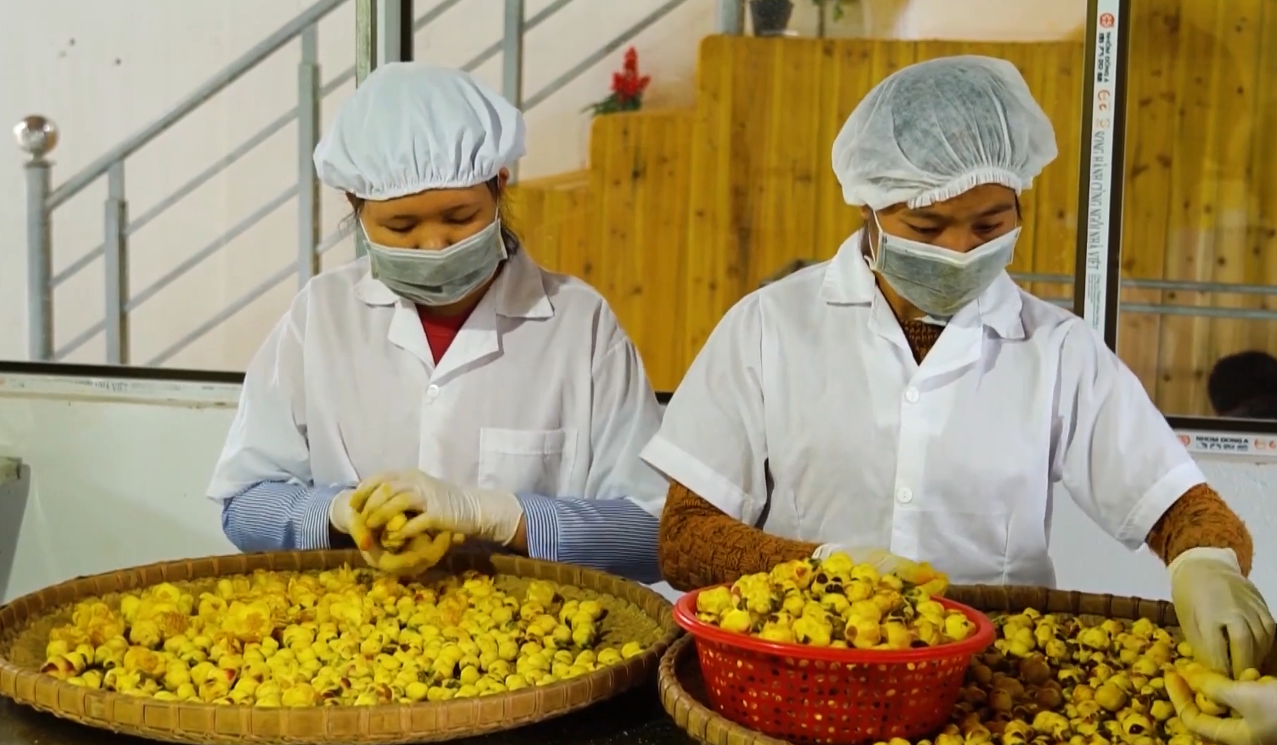 Doanh thu hàng năm từ cây trà hoa vàng trên địa bàn huyện Ba Chẽ đạt khoảng trên 20 tỷ đồng. Ảnh: Nguyễn Thành.