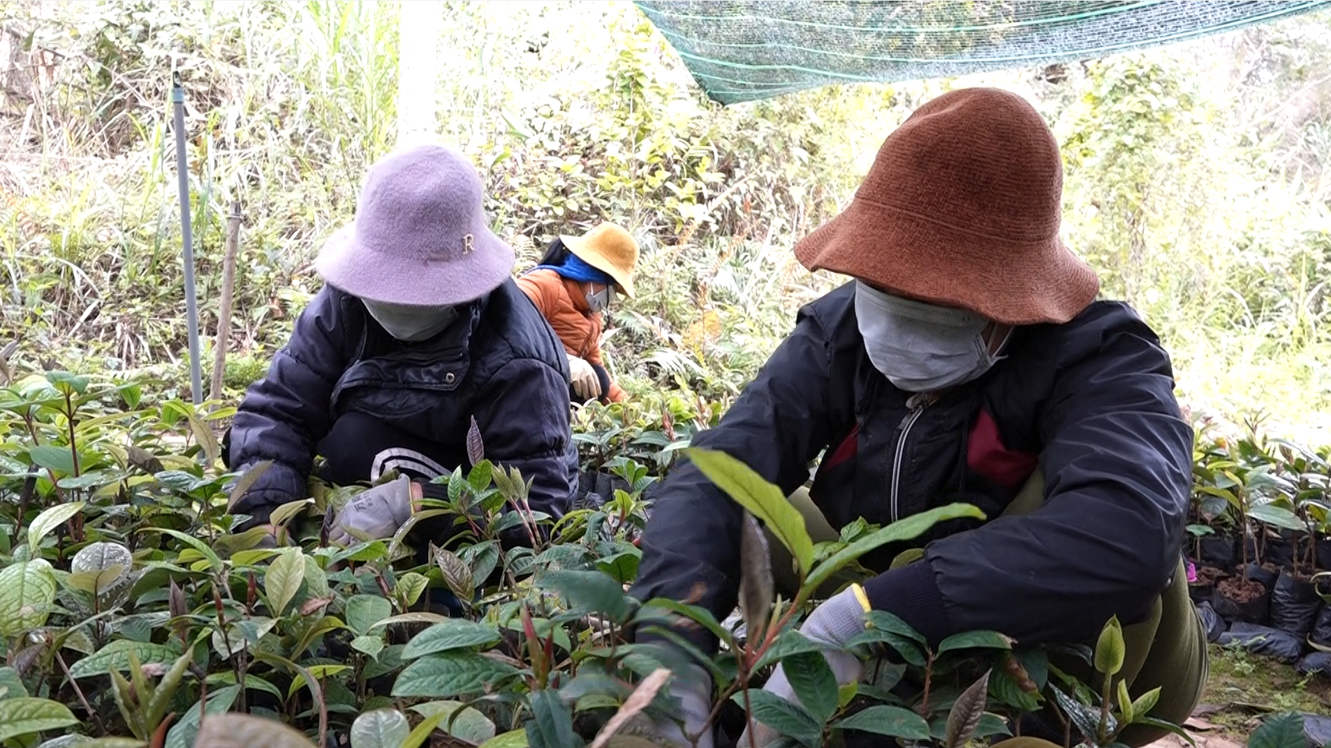 Hiện nay, huyện Ba Chẽ đã chủ động được nguồn cây giống trà hoa vàng đảm bảo chất lượng. Ảnh: Nguyễn Thành.