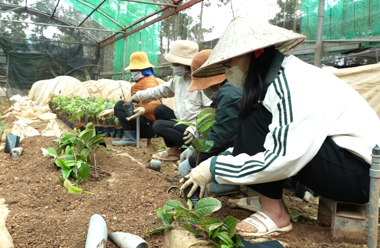 Cây trà hoa vàng mang lại nguồn thu cũng như công việc ổn định cho người dân. Ảnh: Nguyễn Thành.