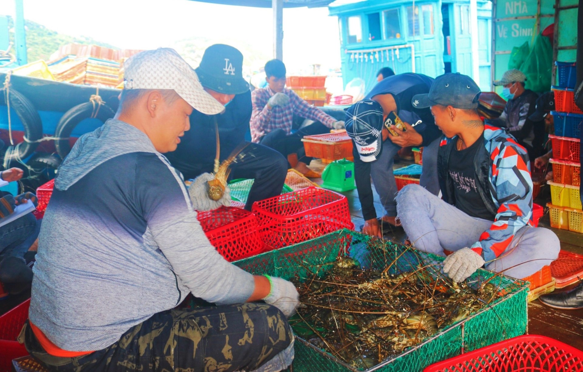 Người nuôi xuất bán tôm hùm xanh trên địa bàn xã Cam Bình, TP Cam Ranh, tỉnh Khánh Hòa. Ảnh: KS.