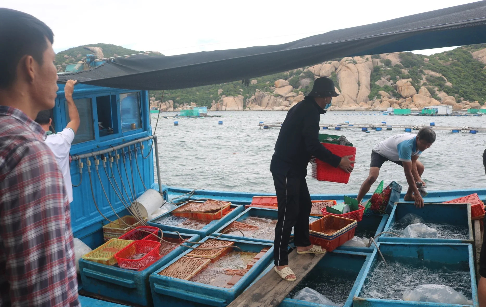 Freshwater prawns are still purchased by traders normally. Photo: KS.