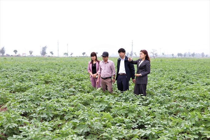 Bà Vũ Thị Hương - Giám đốc Trung tâm Khuyến nông Hà Nội (ngoài cùng bên phải) cùng đồng nghiệp đi thăm ruộng khoai tây. Ảnh: Tư liệu. 