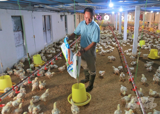 Mr. Luu Xuan Lieu, Trai Lang village, Co Dong commune (Son Tay, Hanoi) said that if the price of input materials and chicken selling prices are not stably controlled, the risk of farmers abandoning their cages is very high. Photo: Trung Quan.