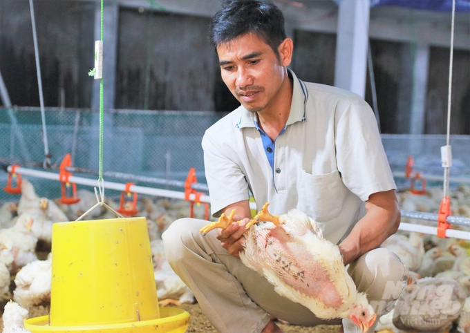 Developing livestock joint ventures is considered a positive direction in the current context. Photo: Trung Quan.