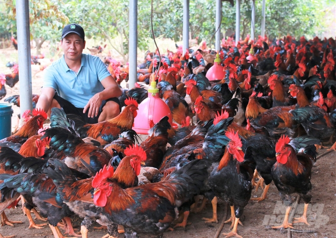 According to Mr. Nguyen Van Tuan, Xuan Linh Village, and Thuy Xuan Tien commune (Chuong My), raising colored chickens also faces many difficulties. Photo: Trung Quan.