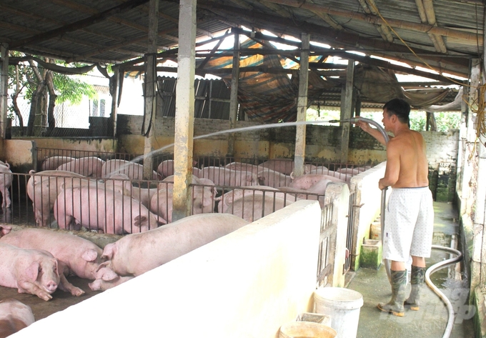 Mr. Hoang Trung Hai, village 5, Ngoc Lu commune, is worried because he doesn't know how long he can stay with pig farming. Photo: Hoang Anh.