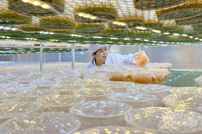 Hiện nay, nấm đông trùng hạ thảo khô của Công ty TNHH Thiên Hương Phát Đà Lạt được bán ra thị trường với giá 35 triệu đồng/kg khô.