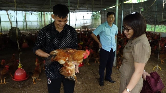 Anh Lộc Văn Tịnh (áo đen) dự định sang năm sẽ mở rộng gấp đôi số lượng gà nuôi theo tiêu chuẩn VietGAP. Ảnh: Quang Linh.