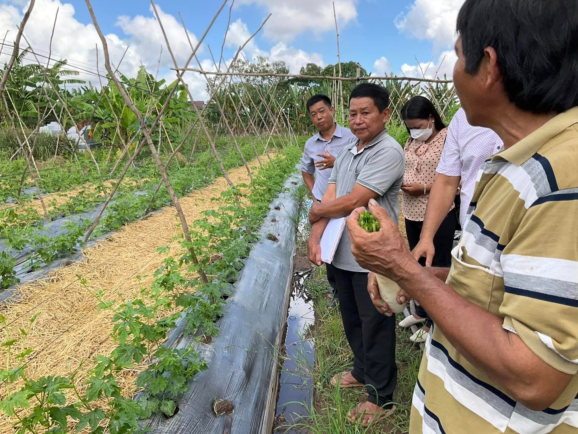 Giám sát vườn rau hữu cơ của nhóm sản xuất rau hữu cơ ở Long Thuận, huyện Hồng Ngự, tỉnh Đồng Tháp.