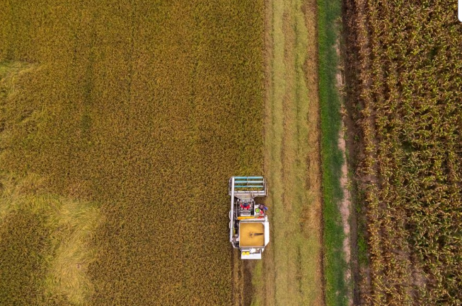 Farmers harvest rice in a field in Chainat province, Thailand, August 31, 2023. Photo: REUTERS