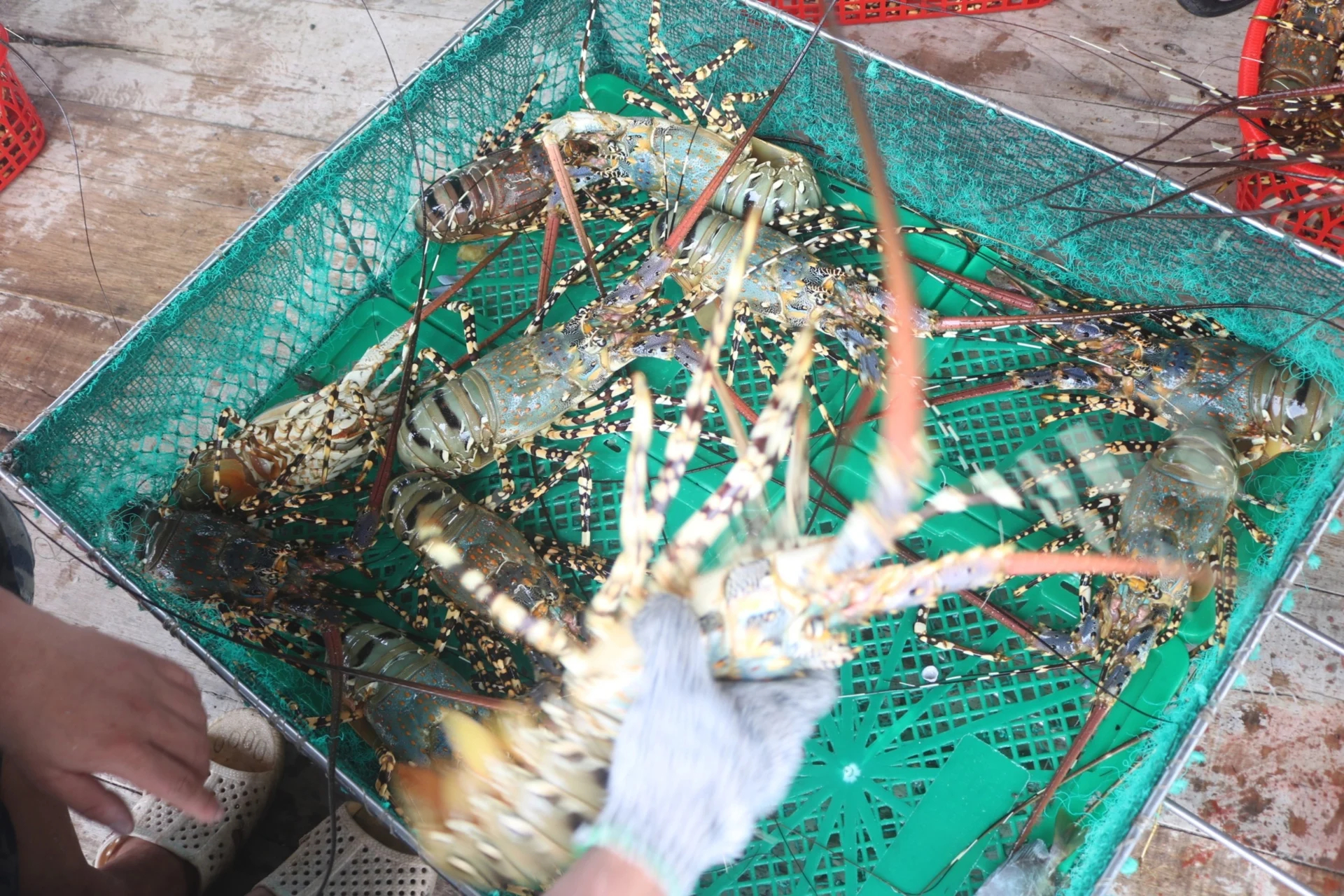 There are currently no buyers of cotton lobsters. Photo: KS.