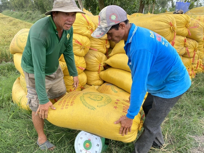 Các chuỗi liên kết sản xuất lúa ngày càng chặt chẽ, giúp nông dân tăng lợi nhuận. Ảnh: Lê Hoàng Vũ.
