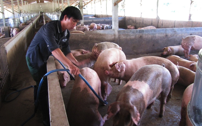 Người chăn nuôi chăm sóc đàn lợn, đảm bảo an toàn dịch bệnh. Ảnh: KS.