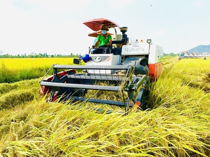 The 'opening-field' autumn-winter rice is at a high price, so farmers are very excited. Photo: Le Hoang Vu.
