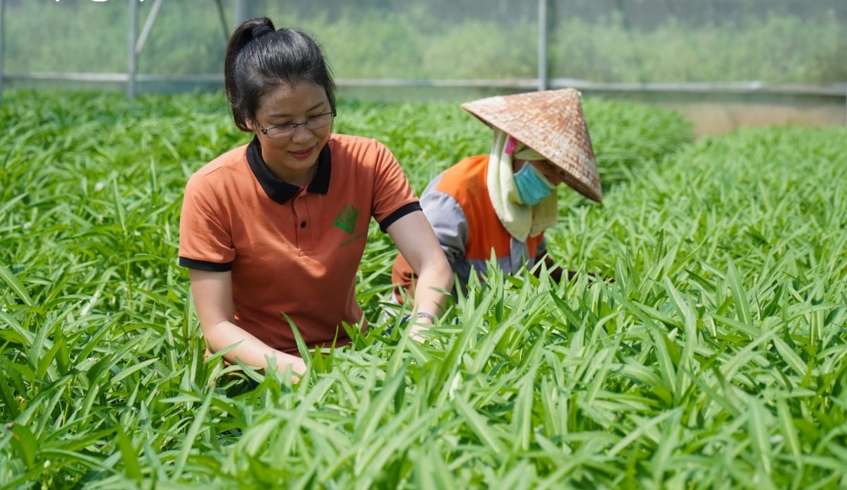 Mô hình trồng rau sạch của bà Nguyễn Thị Trâm ở xã Minh Tân, huyện Lương Tài, tỉnh Bắc Ninh. Ảnh: Tiến Dũng - Văn Giang.