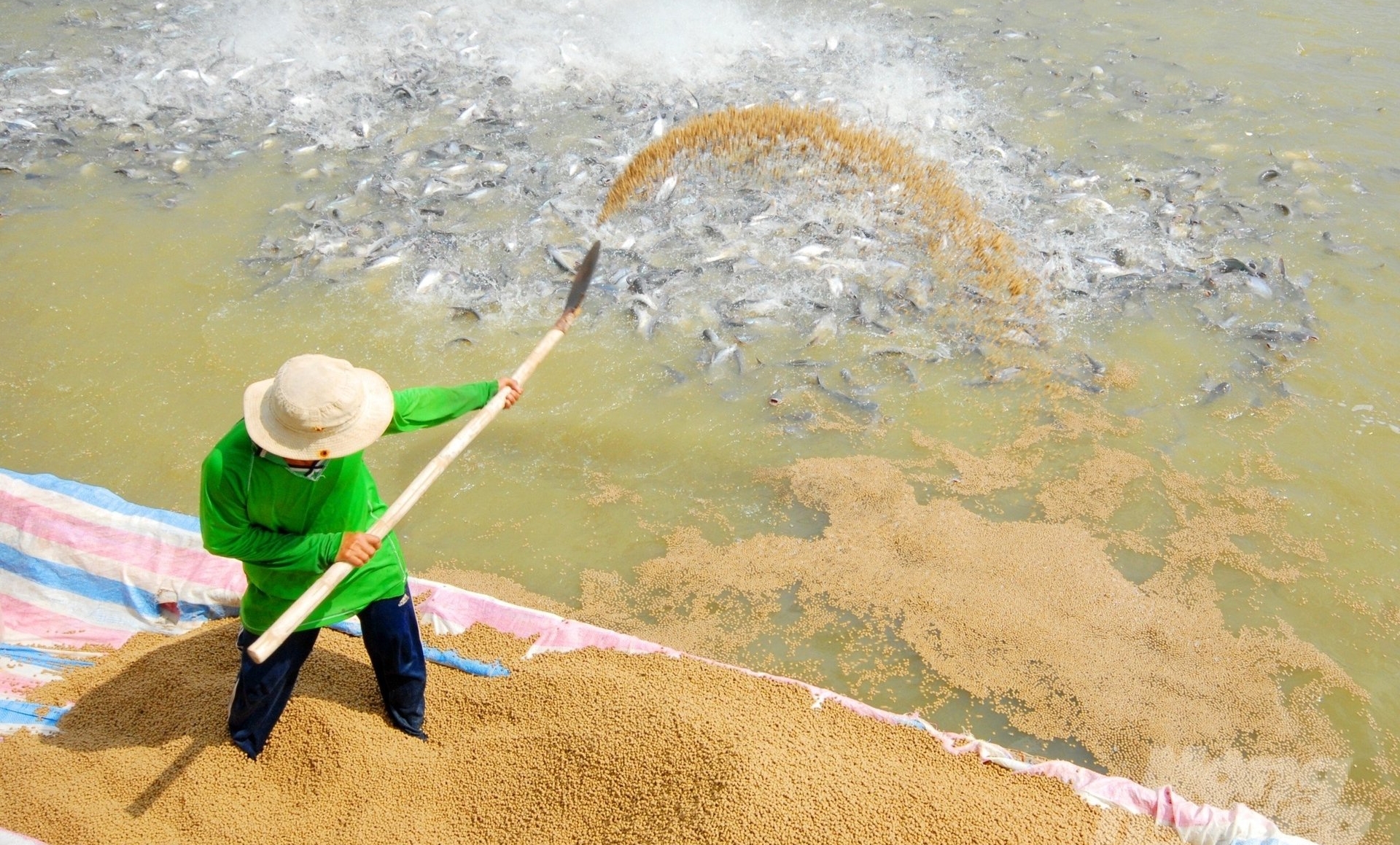 Members of Chau Thanh Seafood Service Cooperative are supported 100% of the food by Co May Lai Vung Co., Ltd. for the entire farming season. Only after selling the fish will the business receive the food money back. Photo: Le Hoang Vu.