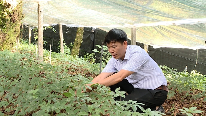 TS Phạm Quang Tuyến cho biết, việc bảo tồn và nhân giống cây sâm Lai Châu không hề dễ dàng.        Ảnh: Duy Học.