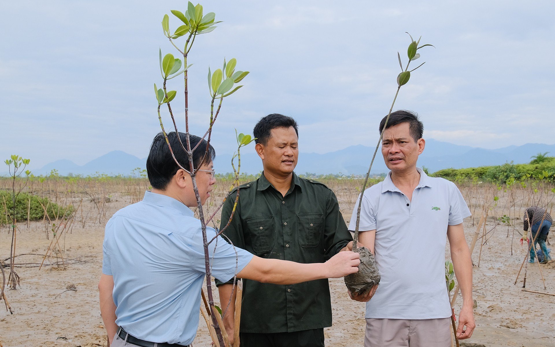 Ông Phạm Hồng Vích, Phó Trưởng ban CPO Lâm nghiệp, Giám đốc Dự án FMCR (bìa phải) đang kiểm tra tiến độ trồng rừng ngập mặn tại Quảng Ninh. Ảnh: Bảo Thắng.