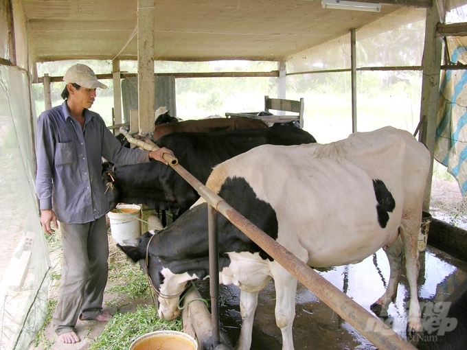 Huyện Châu Phú đặt mục tiêu tỷ lệ tiêm vacxin phòng bệnh lở mồm long móng cho đàn trâu, bò trên địa bàn đạt tối thiểu trên 90% tổng đàn và 100% gia súc trong diện được tiêm. Ảnh: Lê Hoàng Vũ.