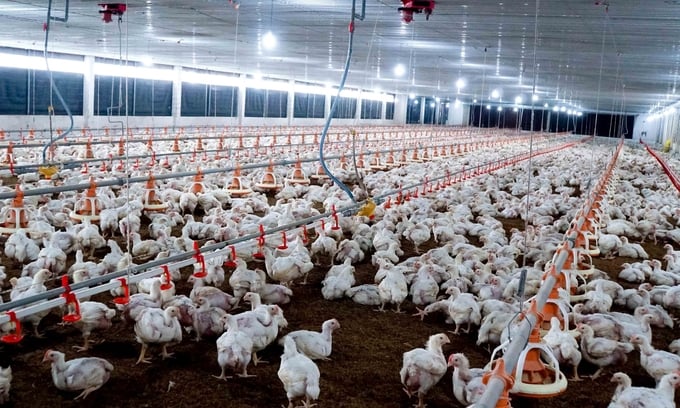 Một trang trại chăn nuôi gà công nghiệp ở Đồng Nai. Ảnh: Lê Bình.