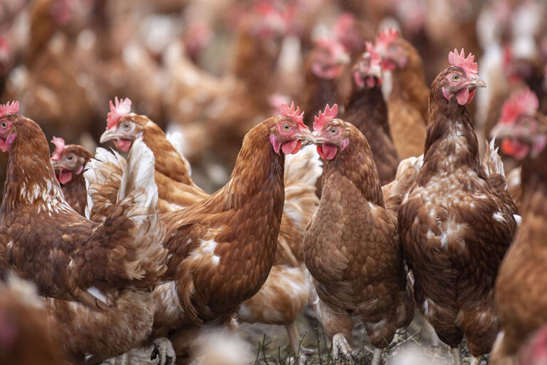 Professor Dunn: 'For many decades, poultry breeders have chosen which birds to breed according to a mix of many factors, but it has not been possible to account for bone quality in live hens. Photo: Mark Pasveer