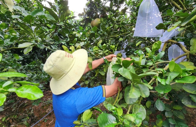 Các sản phẩm của HTX, tổ hợp tác chất lượng tốt nhưng còn hạn chế trong tổ chức tiêu thụ. Ảnh: Quang Yên.