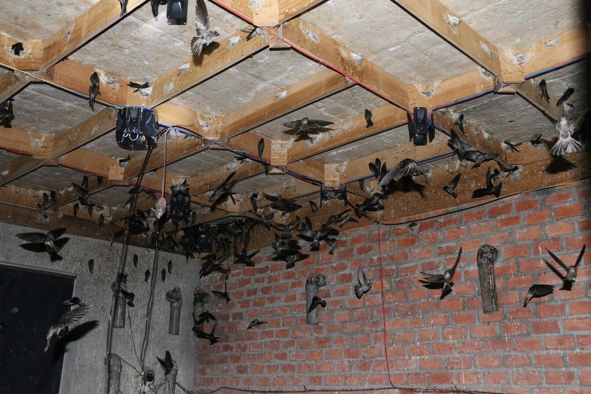 The hygiene and poison control, disinfection, disease prevention, and monitoring in swiftlet houses in Binh Dinh province are unsatisfactory, resulting in a high risk of H5N1 avian influenza infection among swiftlets. Photo: V.D.T.