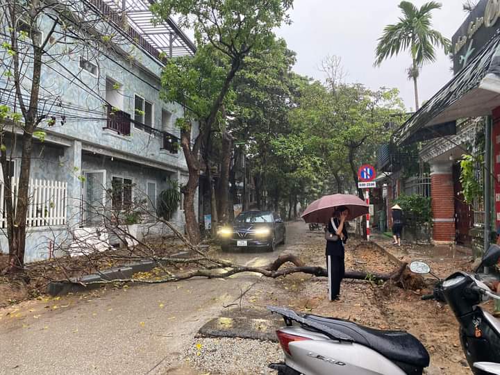 Một cây xanh trên đường Thạch Hãn, thành phố Huế bị bật gốc trong sáng 25/9. Ảnh: Thùy Nhiên.