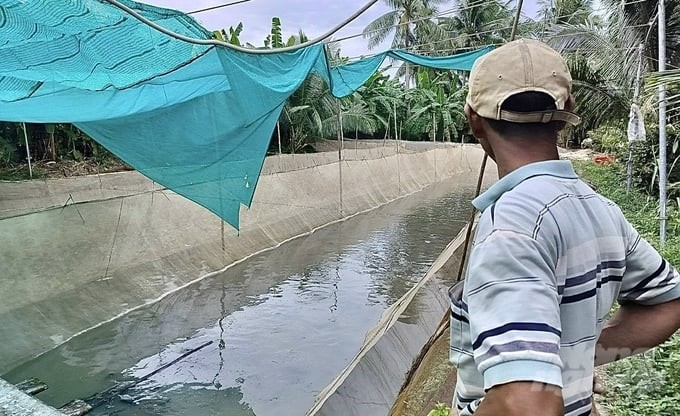 For each farming pond with an area of 1,000 m2, snakehead fish farmers have to spend about VND 40 million to buy medicine to treat diseases in each farming crop (there are 2 crops/year). Photo: Ho Thao.